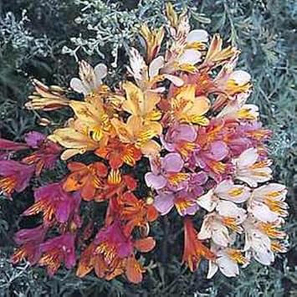 Mixed Alstroemeria Seeds – Heirloom Non-GMO Planting Flower Seeds