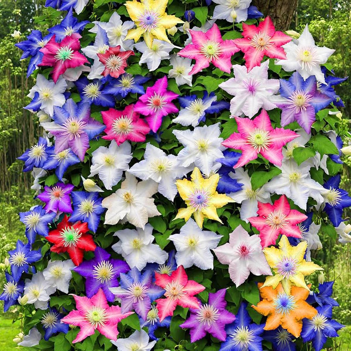 Mixed Colors Clematis Vines Perennial Climbing Flower Seeds for Planting  Heirloom Non-GMO Organic Garden