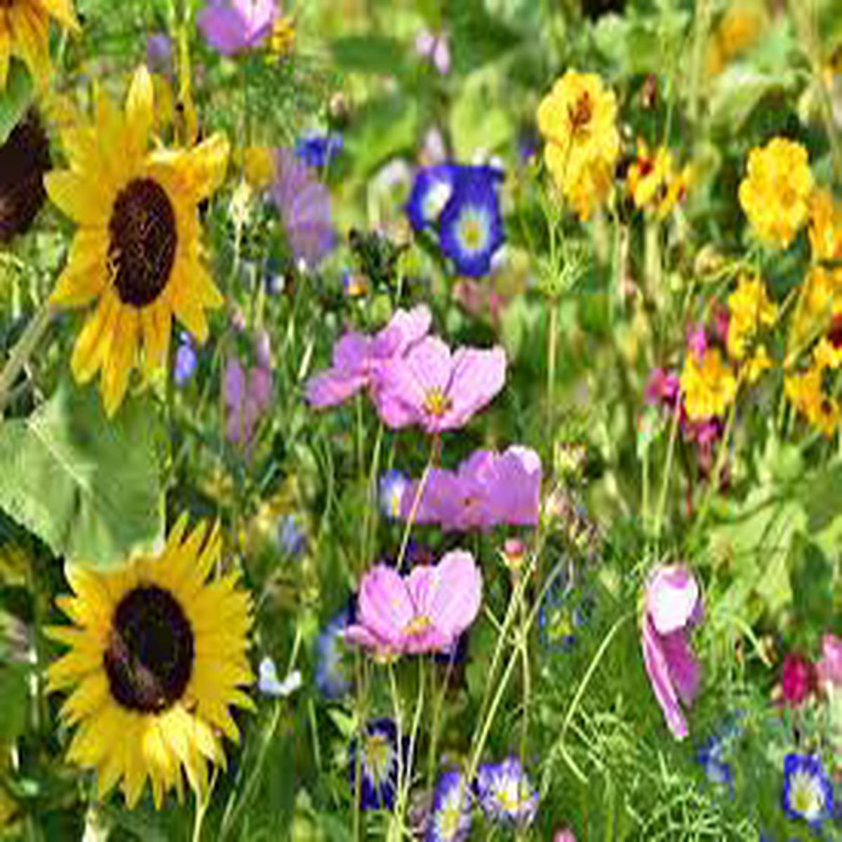 Northeast Wildflower Seed Mix for Planting Heirloom, Non-GMO, Easy to Grow, Pollinator-Friendly