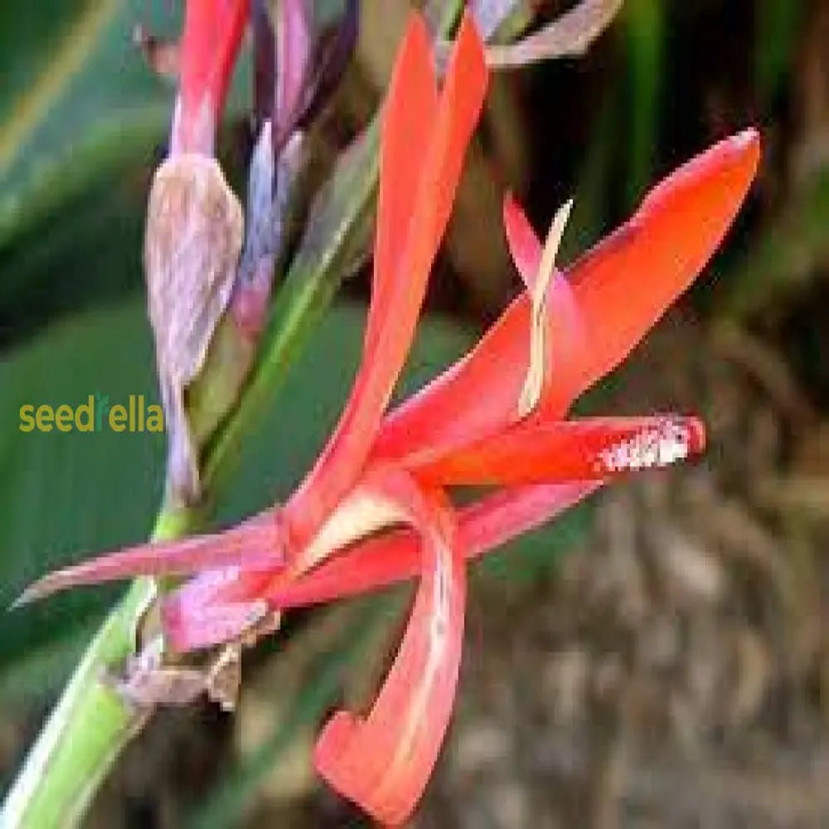Orange Indica Flower Seeds for Planting – Vibrant Annual Blooms