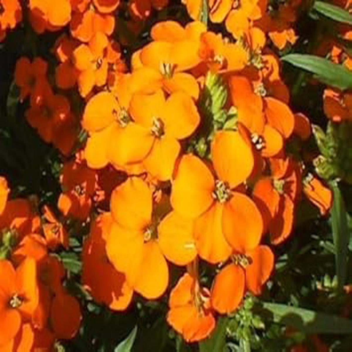 Orange Siberian Wallflower Seeds for Planting 100 pcs