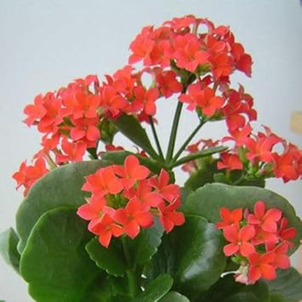 Organic Heirloom Non-GMO Orange Kalanchoe Seeds for Planting  Succulent Blooms