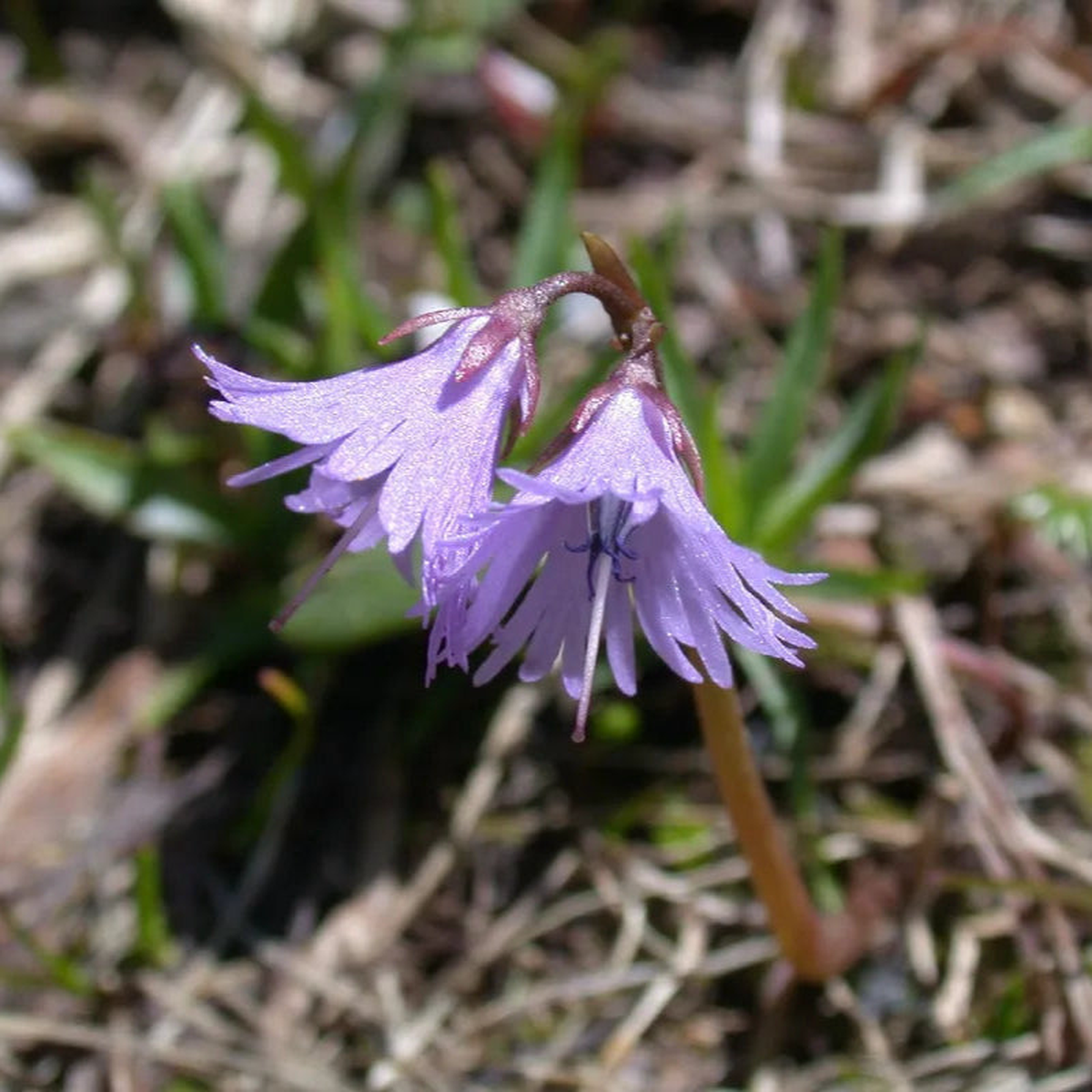 Organic Heirloom Non-GMO Violet Soldanella Alpina Seeds for Planting Alpine Blooms