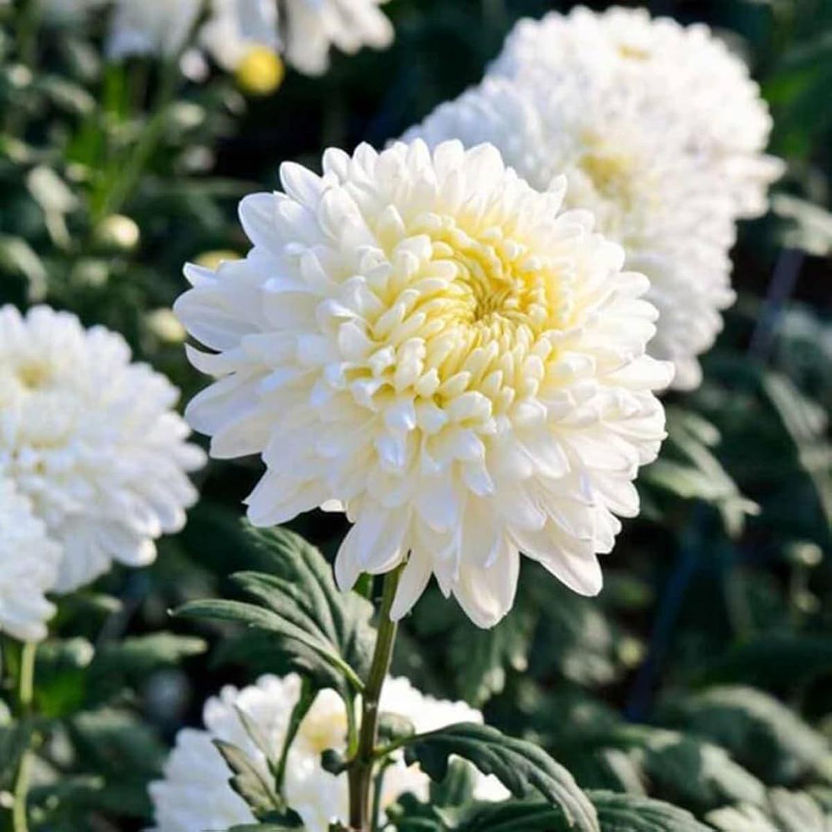 Organic Heirloom Non-GMO White Chrysanthemum Seeds for Planting  Garden Blooms