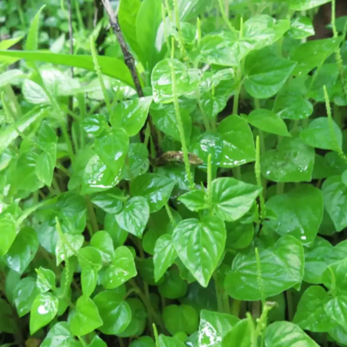 Pellucida Flower seeds for Planting – Perfect for Borders, Heirloom & GMO Free Seeds for Home Garden