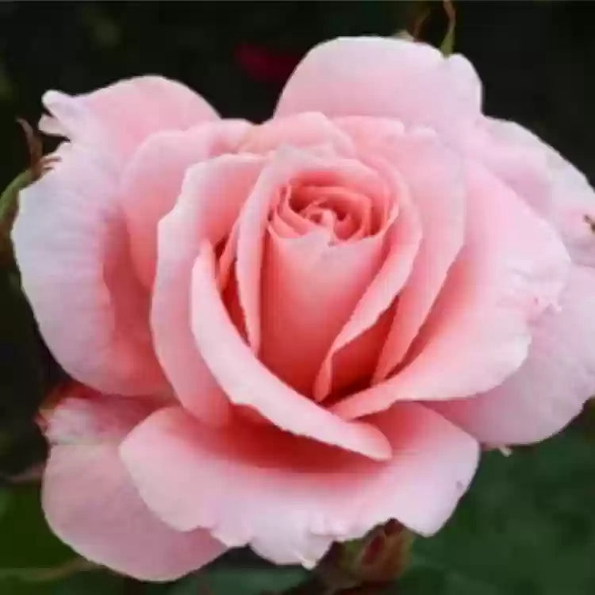 Pink David Austin Rose Flower Seeds for Planting  Heirloom, Non-GMO, Fragrant Blossoms, High Germination