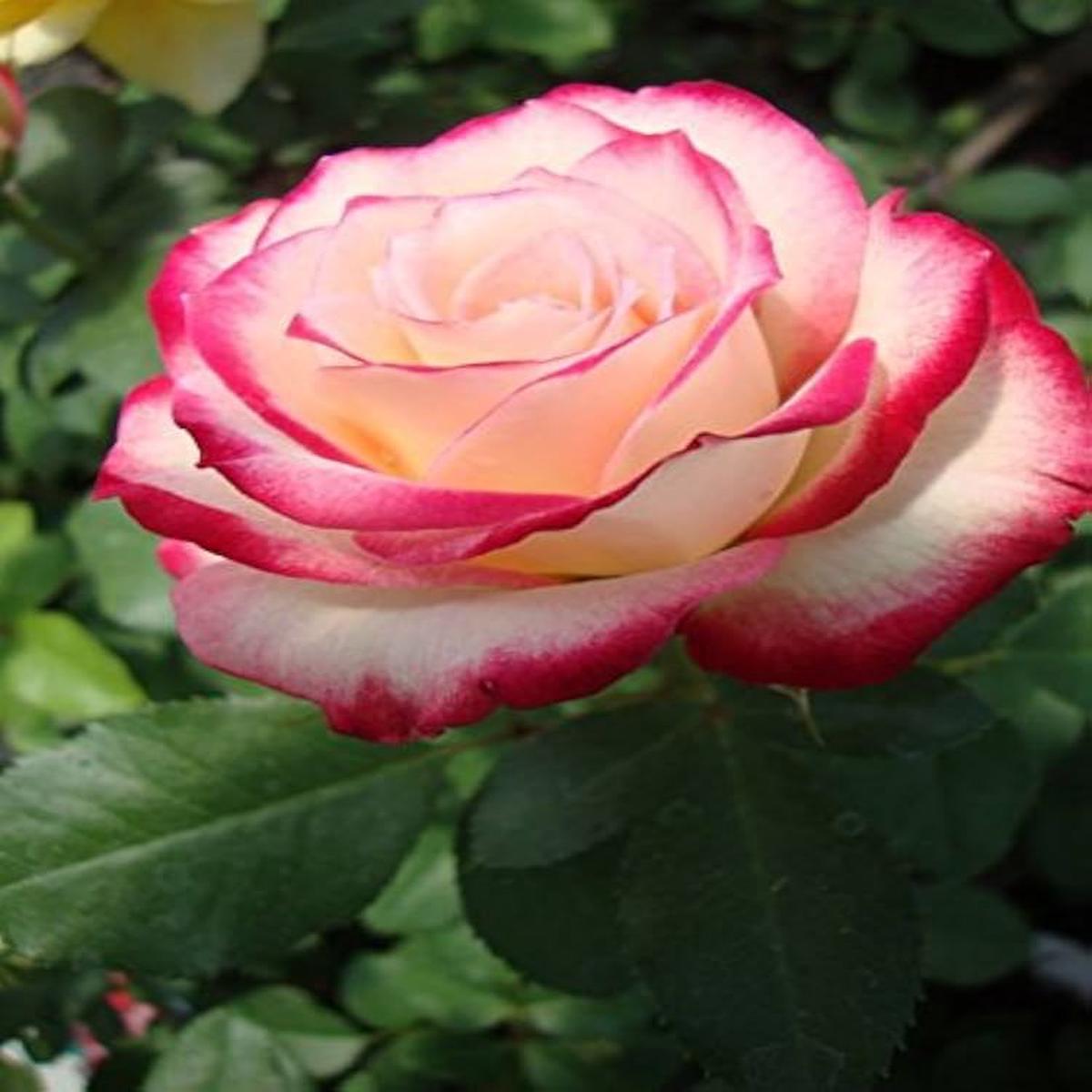 Pink White Rose Seeds Rosa spp. for Planting in Flower Bed and Balcony Pot