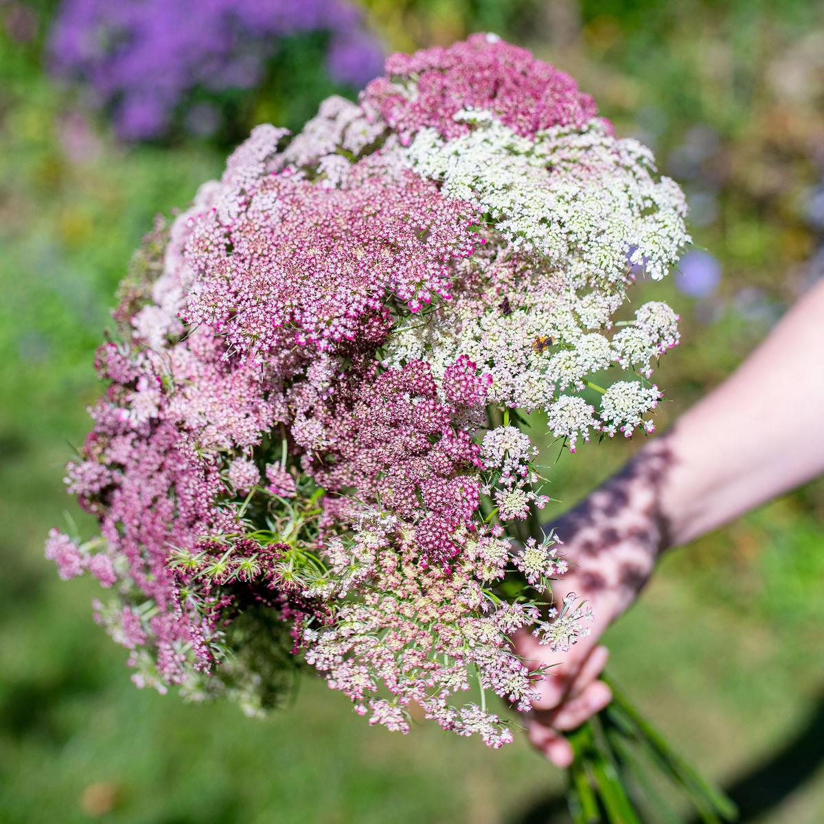 Queen Anne’s Lace Flower Seeds for Planting  Heirloom, Non-GMO, Easy to Grow, Pollinator-Friendly