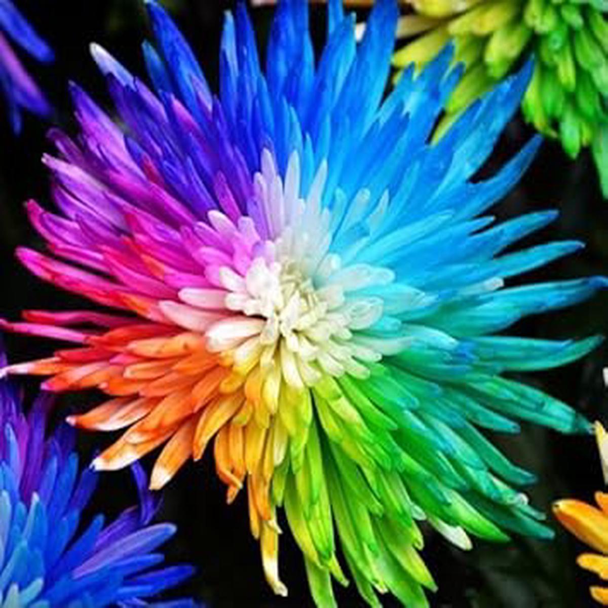 Rainbow Chrysanthemum Flower seeds for Planting – Pollinator Friendly, Heirloom & GMO Free Seeds for Home Garden