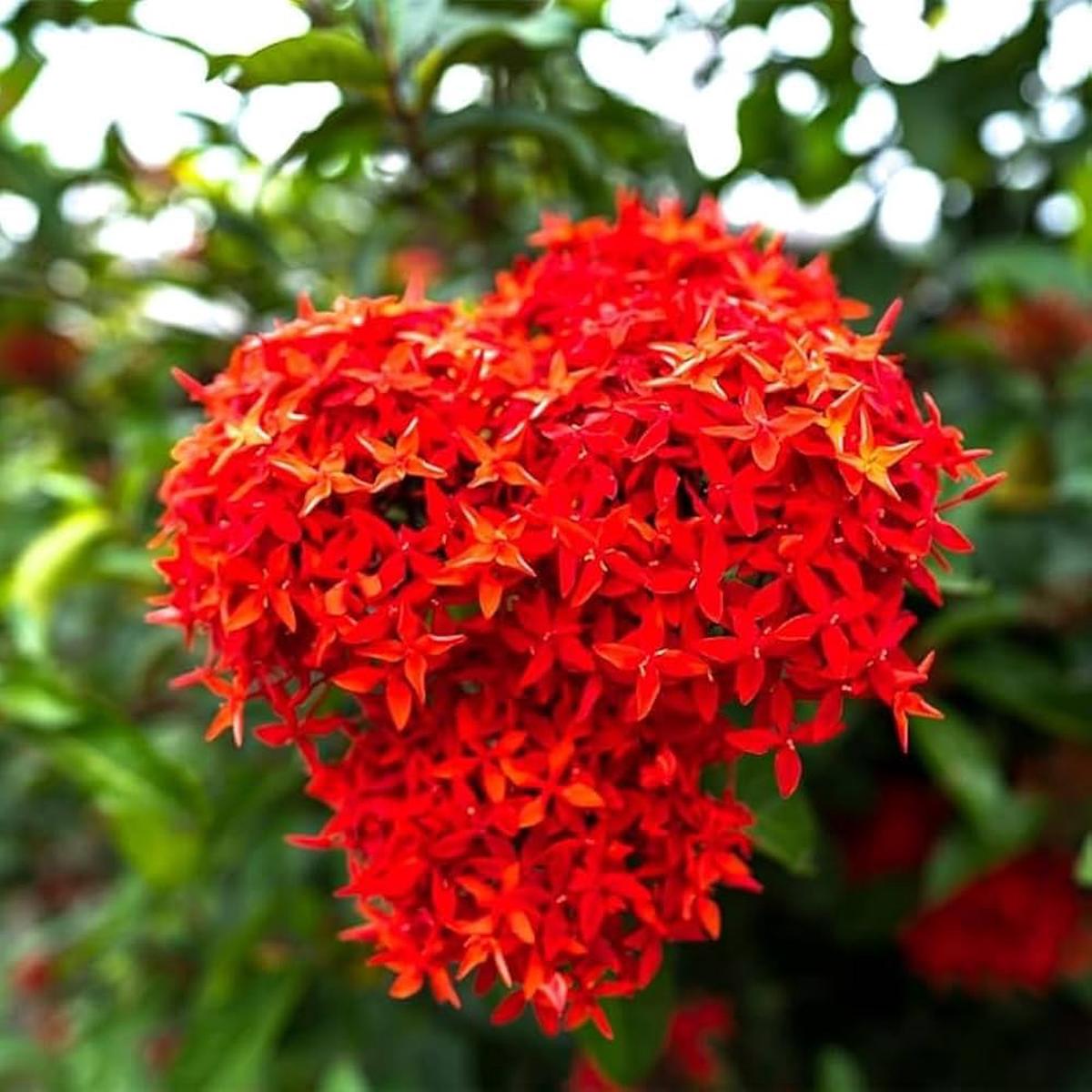 Red Ixora Flower Seeds for Planting – NON GMO Seeds