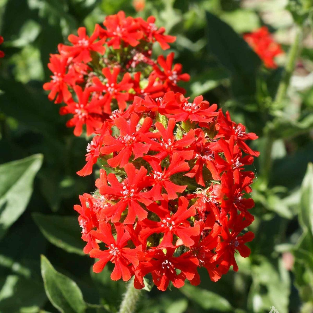 Red Lychnis Flower Seeds for Planting Heirloom, Non-GMO, Easy to Grow, Perennial Blooms
