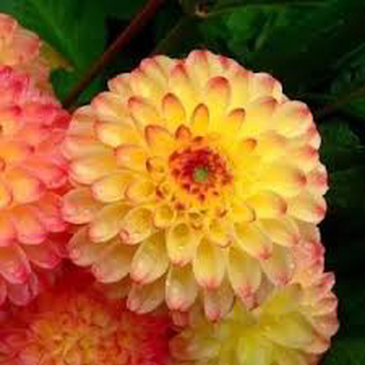 Red Yellow Dahlia Flower Seeds for Planting Heirloom, Non-GMO, High Germination Organic Garden Seeds