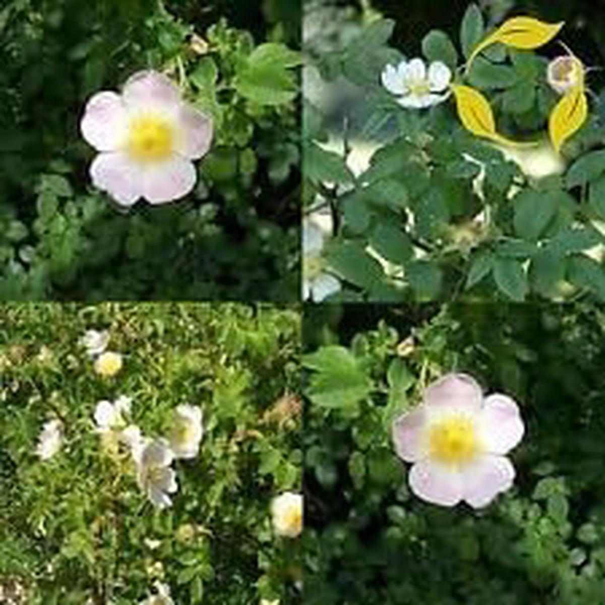 Rosa Canina White Flower Seeds  Organic, Heirloom, Non-GMO Seeds for Planting