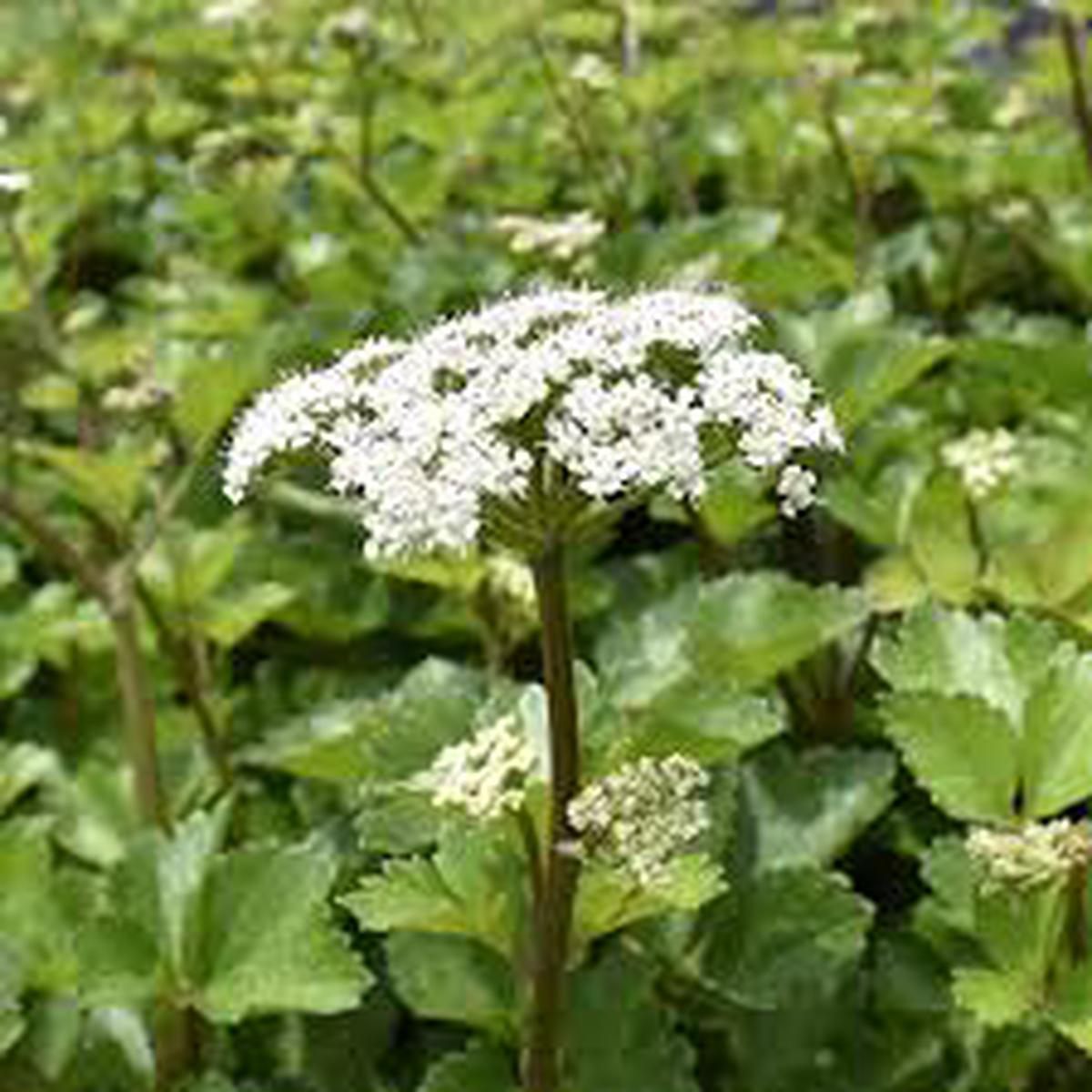 Scotch Lovage (Ligusticum scoticum) Flower seeds for Planting – Wildflower Mix, Heirloom & GMO Free Seeds for Home Garden