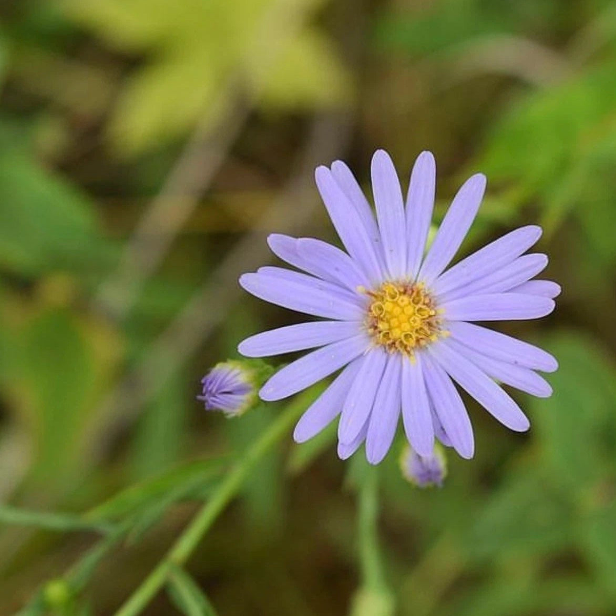 Smooth Blue Aster Seeds Perennial Native Wildflower Gardening  Heirloom, Non-GMO, High Germination Organic Garden Seeds