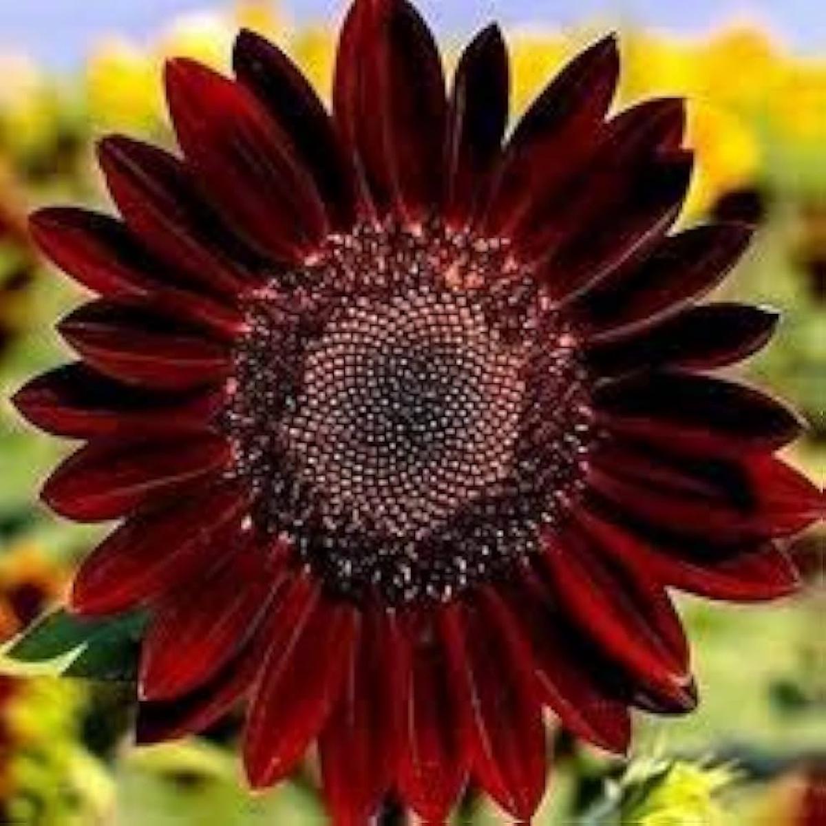 Sunflower Velvet Queen Seeds Helianthus Annuus for Planting Summer Garden Beds