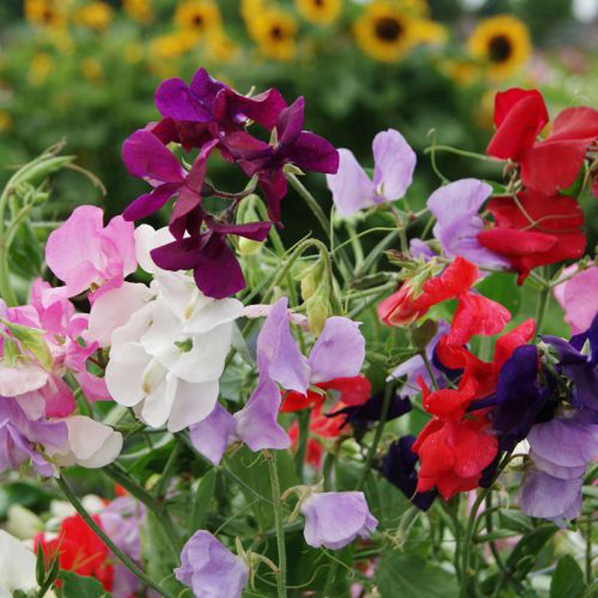 Sweet Pea Flower Lathyrus odoratus Seeds for Planting in Flower Bed & Garden