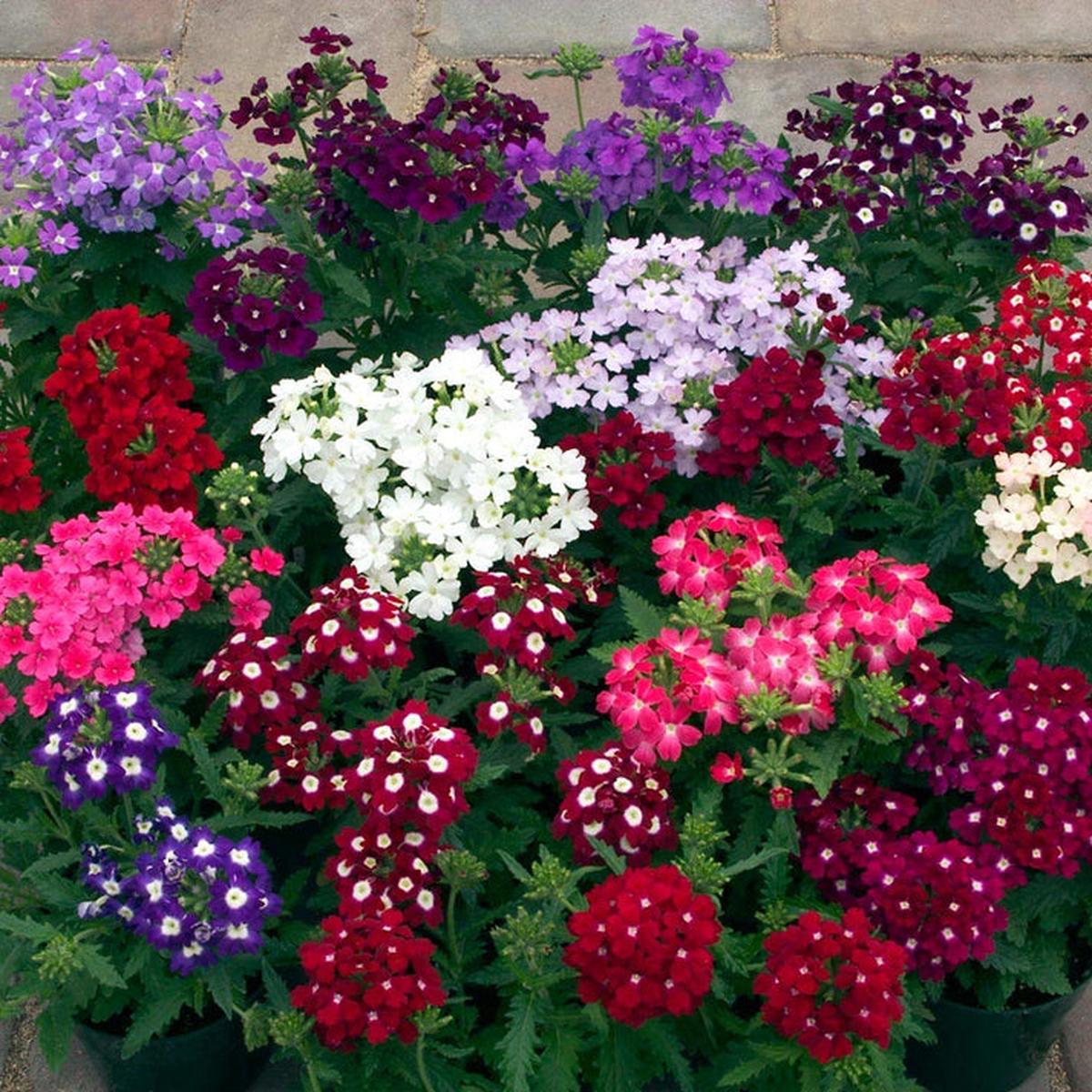 Verbena Flower Seeds for Planting Heirloom Non-GMO High Germination Organic Garden Seeds