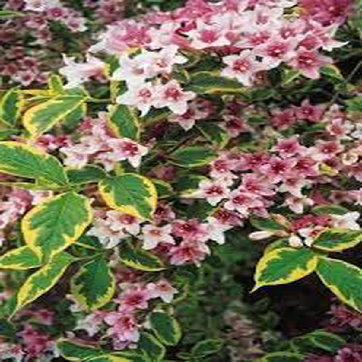 Weigela Flower seeds for Planting Colorful Display Heirloom & GMO Free Seeds for Home Garden