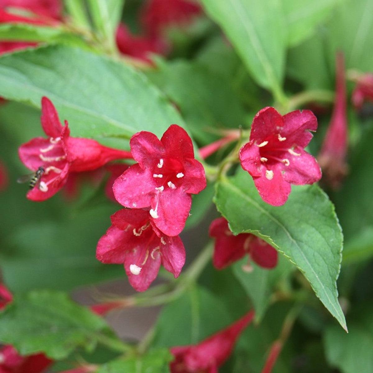 Weigela Flower seeds for Planting Drought Tolerant Heirloom & GMO Free Seeds for Home Garden Sale