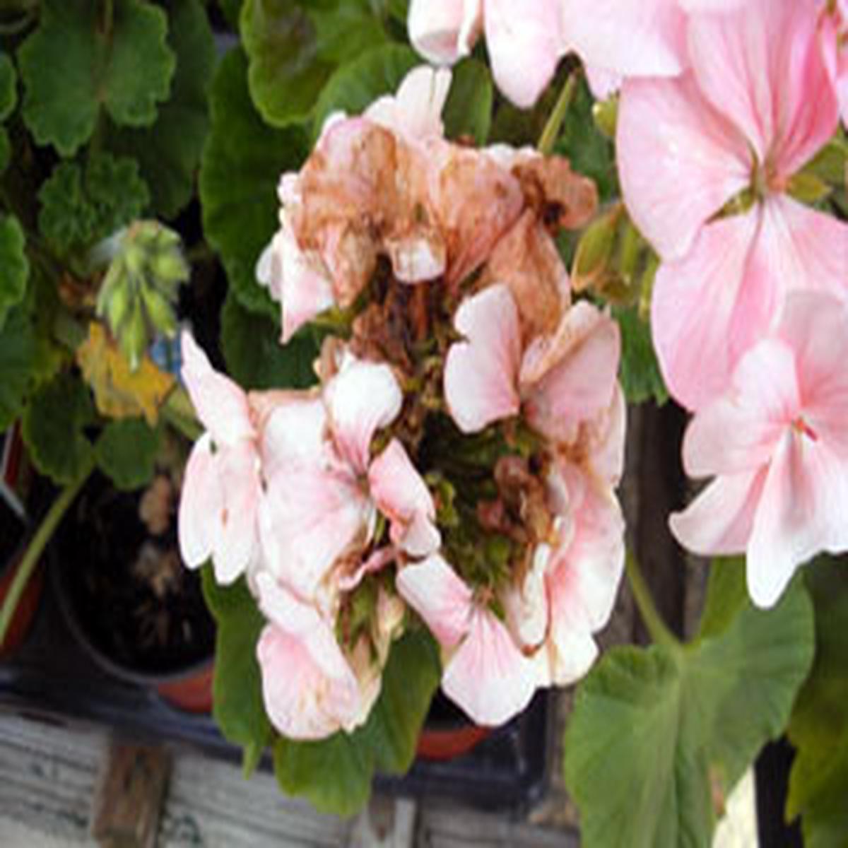 White Brown Pelargonium Flower Seeds for Planting  Heirloom Non-GMO Organic Garden Seeds  Border Blooms, High Germination