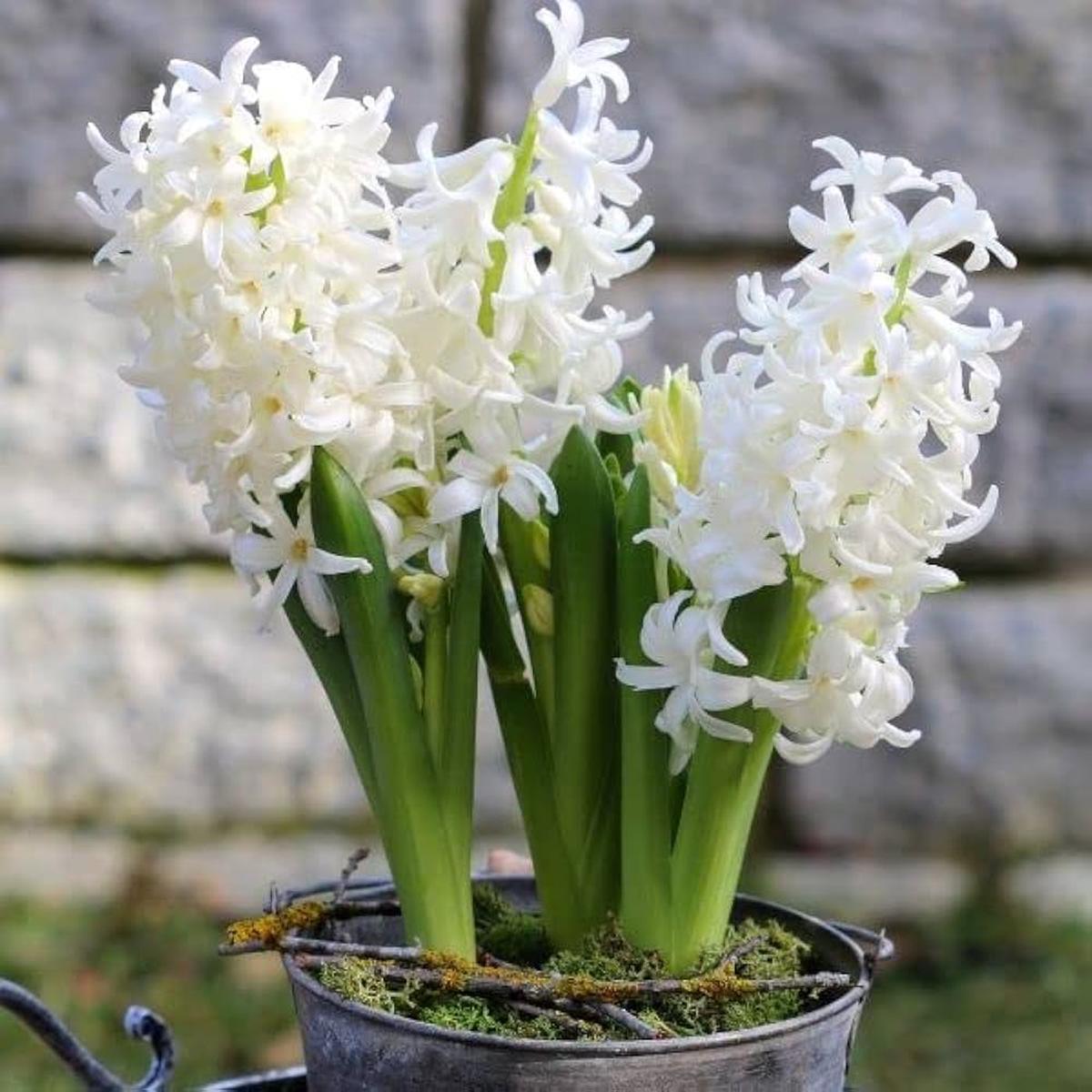 White Hyacinthus Orientalis Flower seeds for Planting Low Maintenance Heirloom & GMO Free Seeds for Home Garden Sale