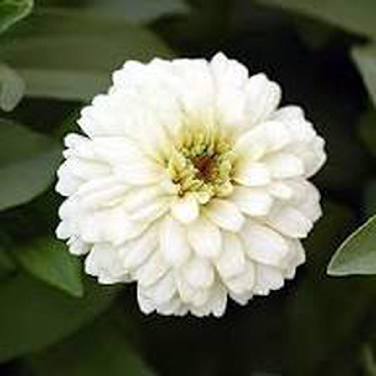 White Oklahoma Flower Seeds for Planting | Heirloom Non-GMO High Germination Organic Garden Seeds