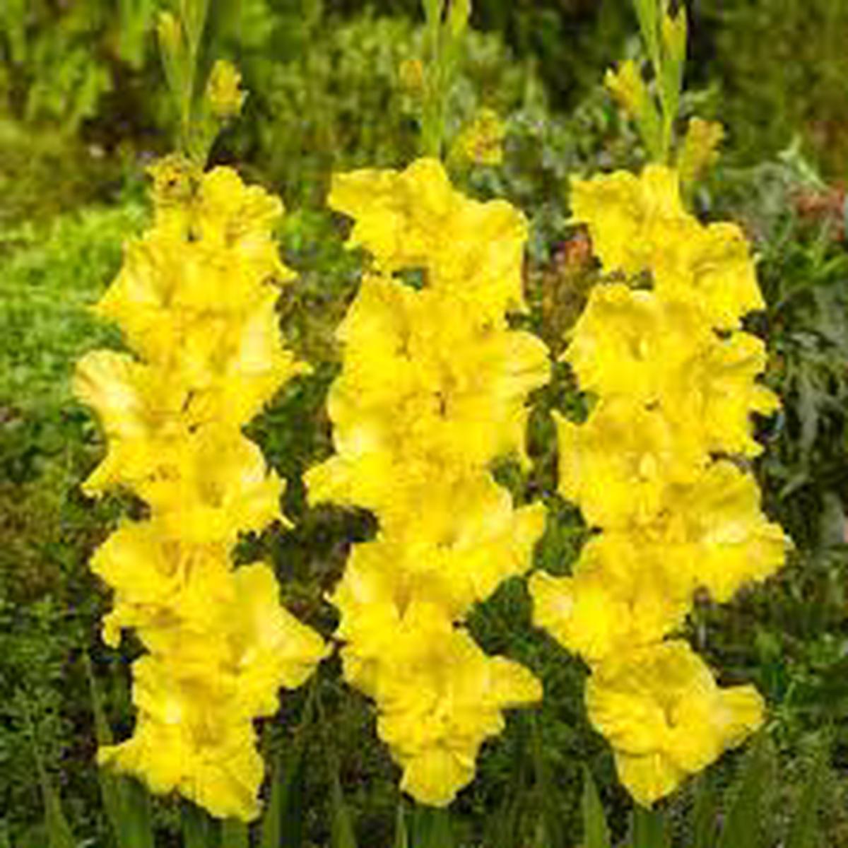 Yellow Perennial Gladiolus Flower Seeds for Planting Heirloom Non-GMO High Germination Organic Garden Seeds