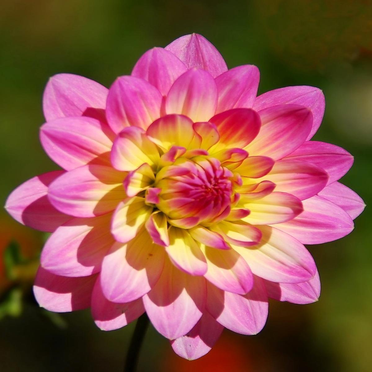 Yellow Pink Dahlia Flower Seeds for Planting  Heirloom, Non-GMO, High Germination Organic Garden Seeds