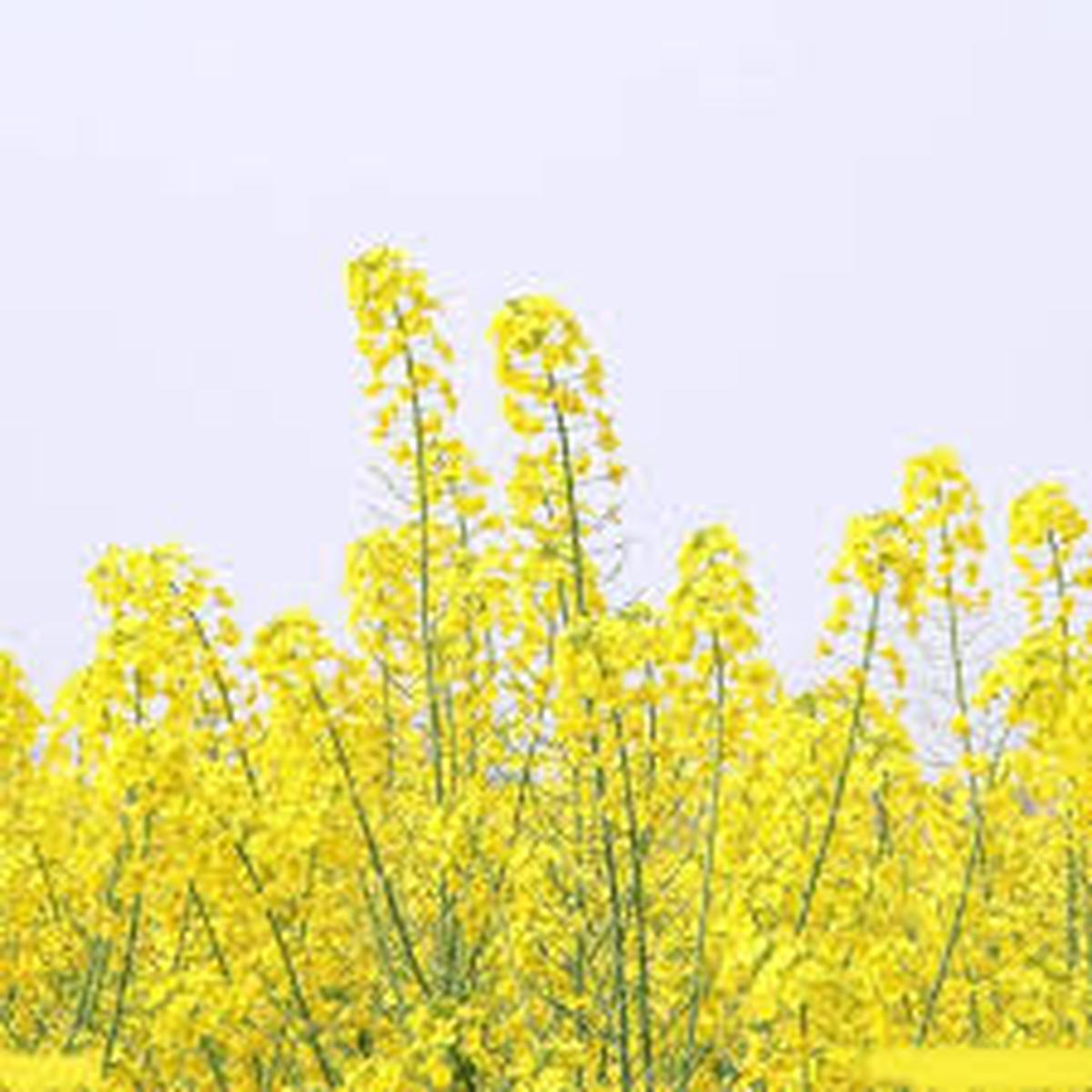 Yellow Rape Flower Seeds for Planting Fragrant Blossoms, Heirloom, Non-GMO, High Germination, Organic Garden Seeds