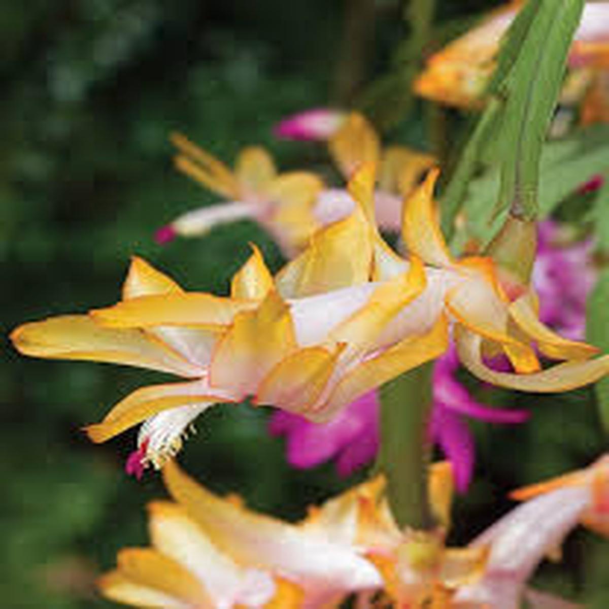 Yellow Schlumbergera Seeds for Planting Heirloom NonGMO Colorful Blooms Organic Garden Seeds Sale