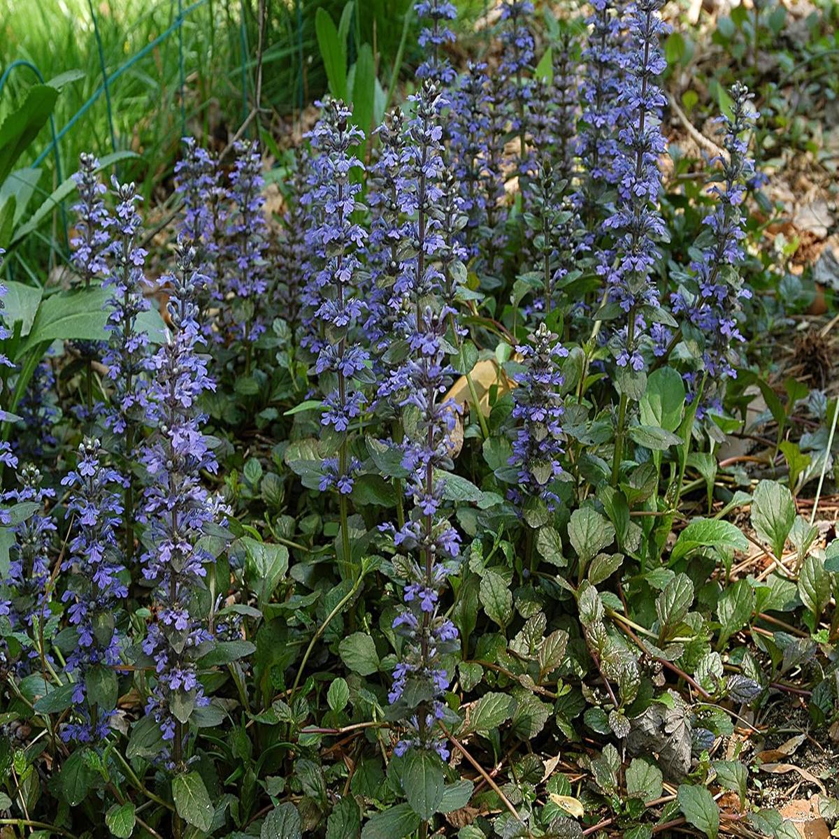 Ajuga Reptans Flower Seeds for Garden  Non-GMO, Heirloom, High Germination Seeds