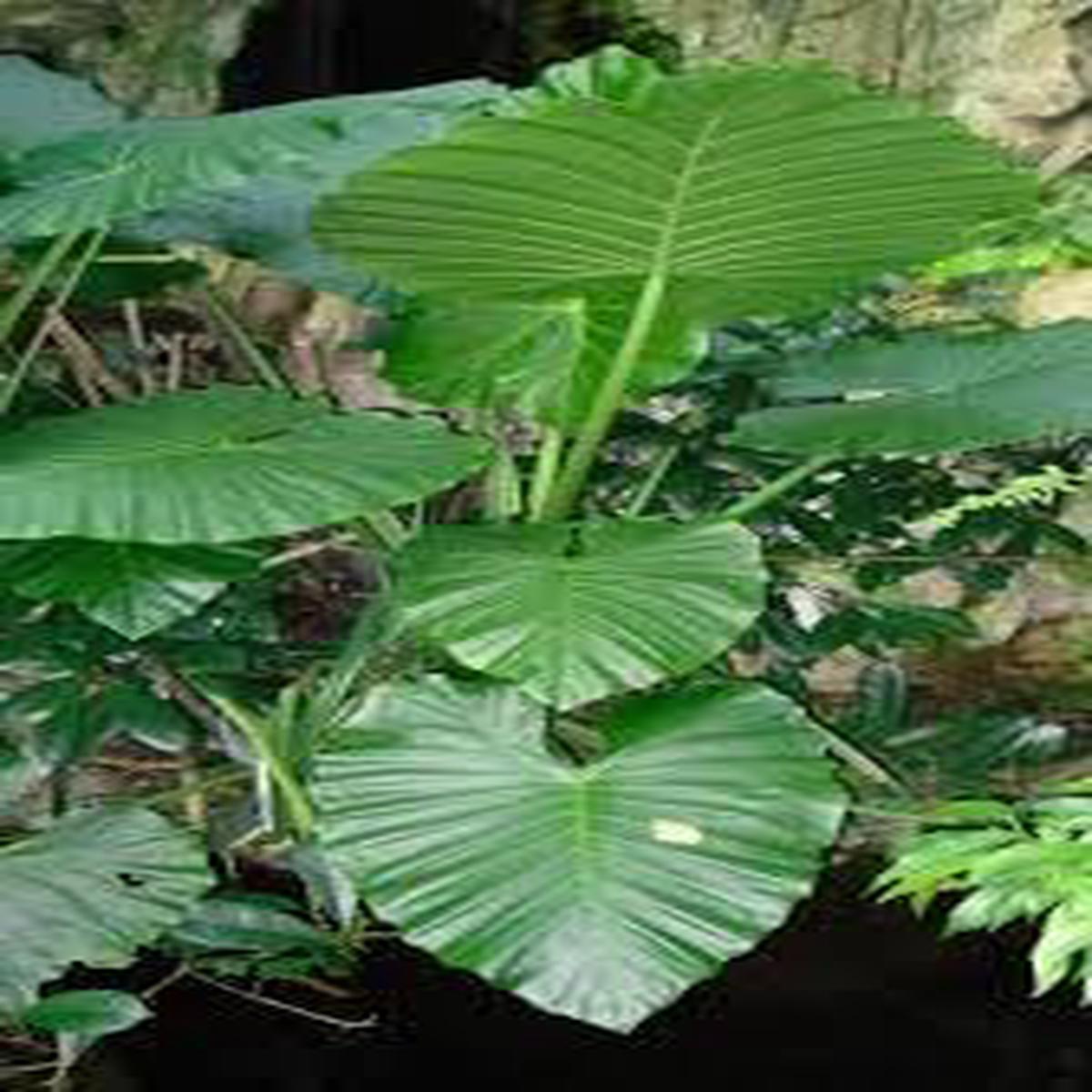 Alocasia Heirloom Non GMO Planting Flower seeds for Planting Shade Tolerant Heirloom & GMO Free Seeds for Home Garden