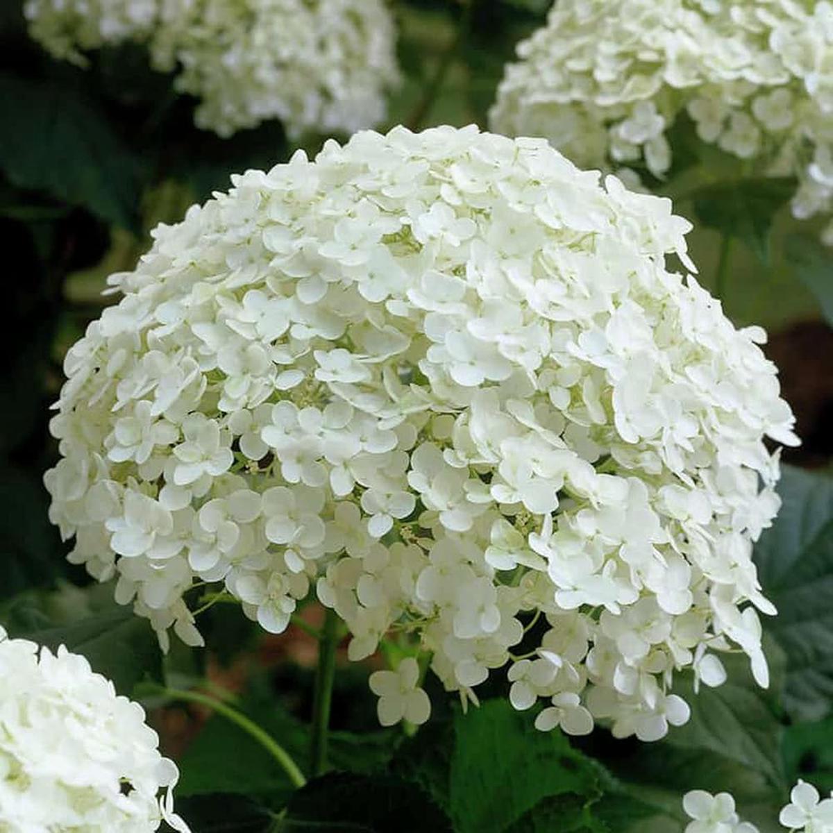 Annabelle Flower seeds for Planting Garden Favorite Heirloom & GMO Free Seeds for Home Garden Sale