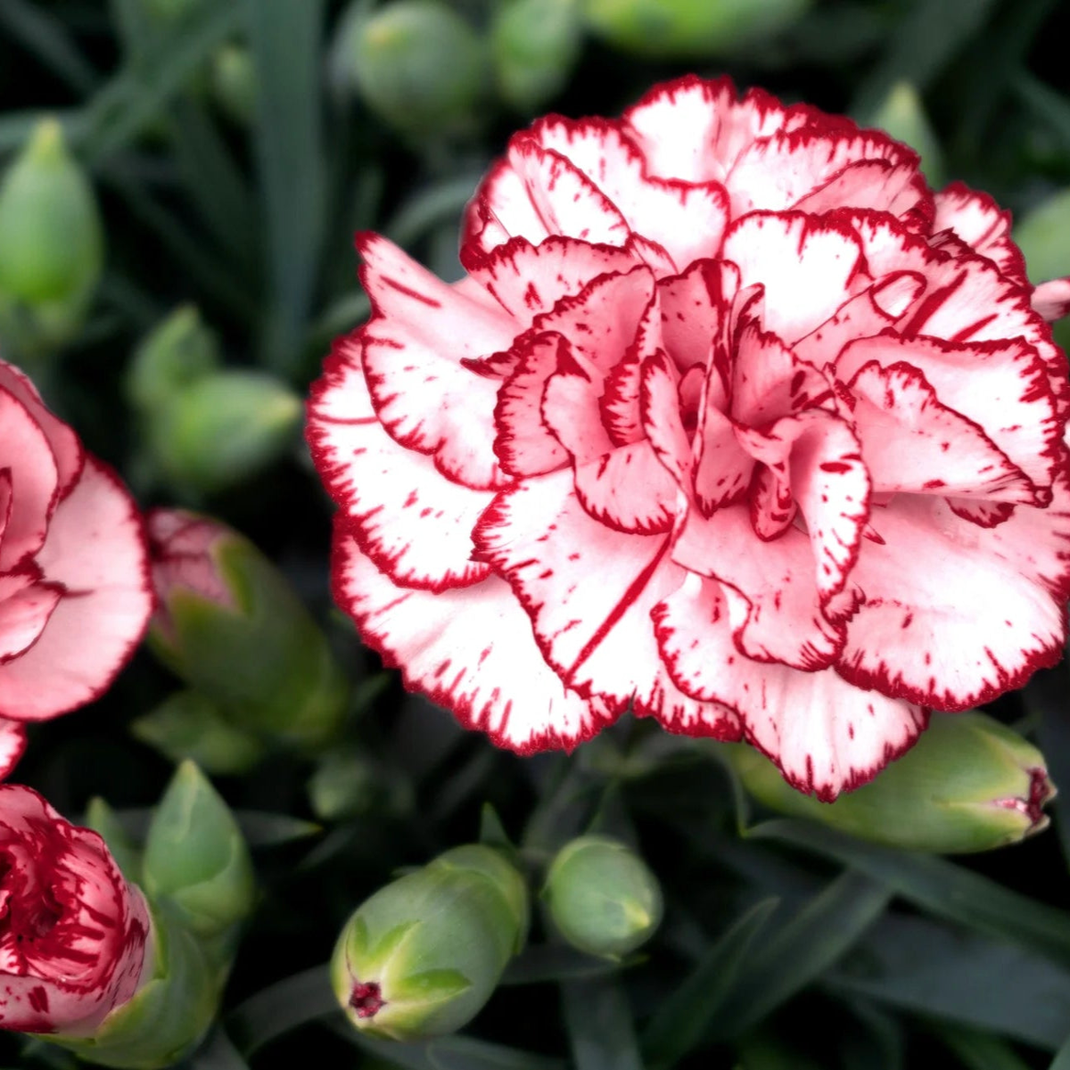 Avranchin Red & White Carnation Flower Seeds Heirloom, Non-GMO, Easy to Grow, Perennial