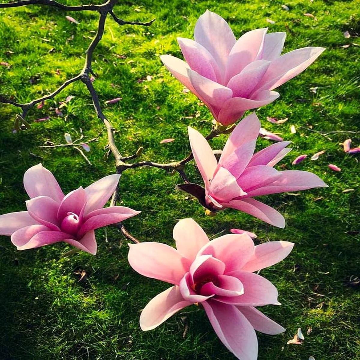Baby Pink Yulan Flower Seeds for Planting  Heirloom Non-GMO, High Germination Organic Garden Seeds