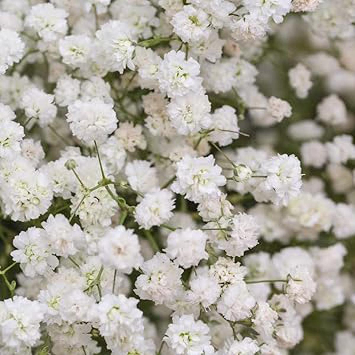 Baby’s-Breath Flower seeds for Planting – Bright Blooms, Heirloom & GMO Free Seeds for Home Garden