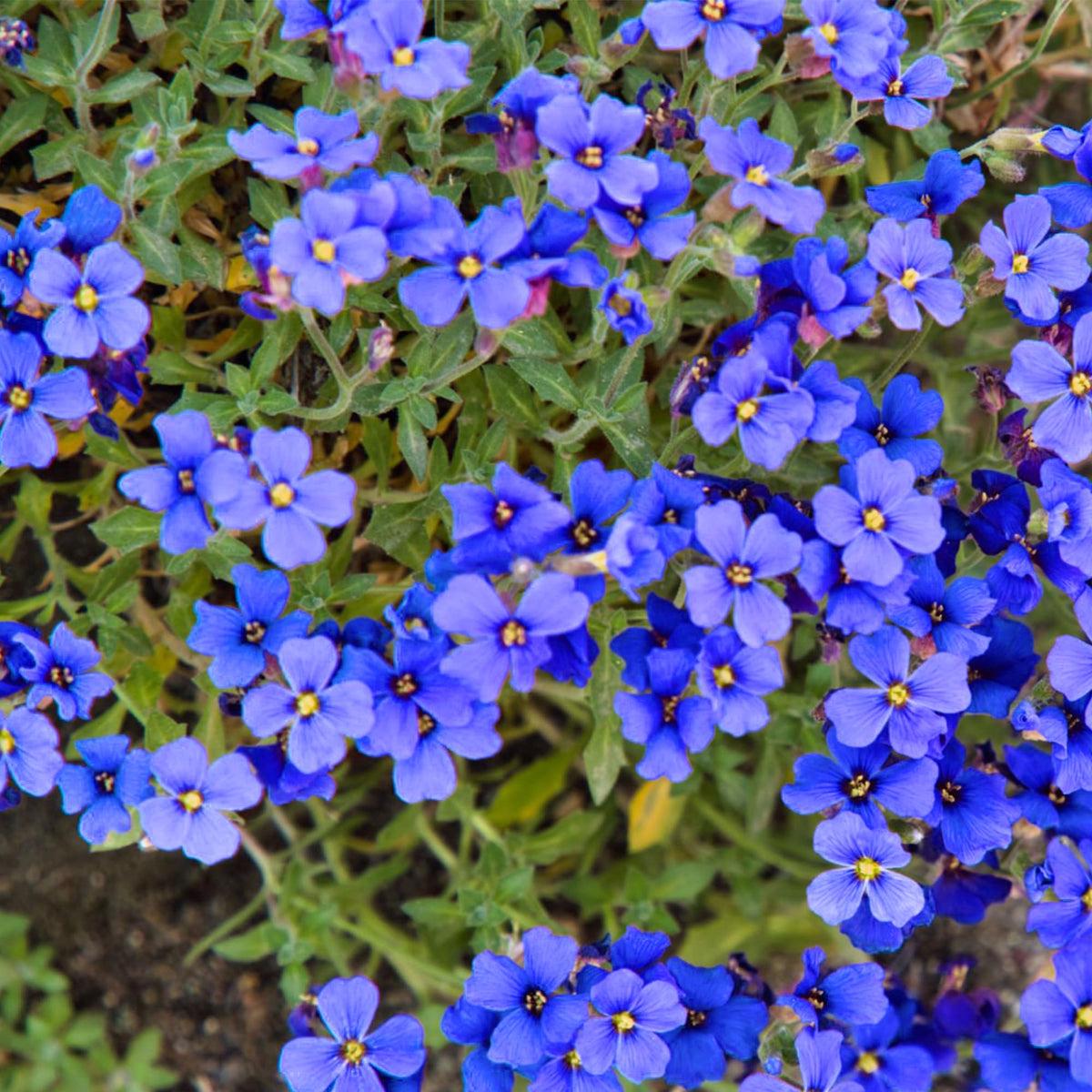 Blue Cress Cascade Flower seeds for Planting Shade Tolerant Heirloom & GMO Free Seeds for Home Garden Sale