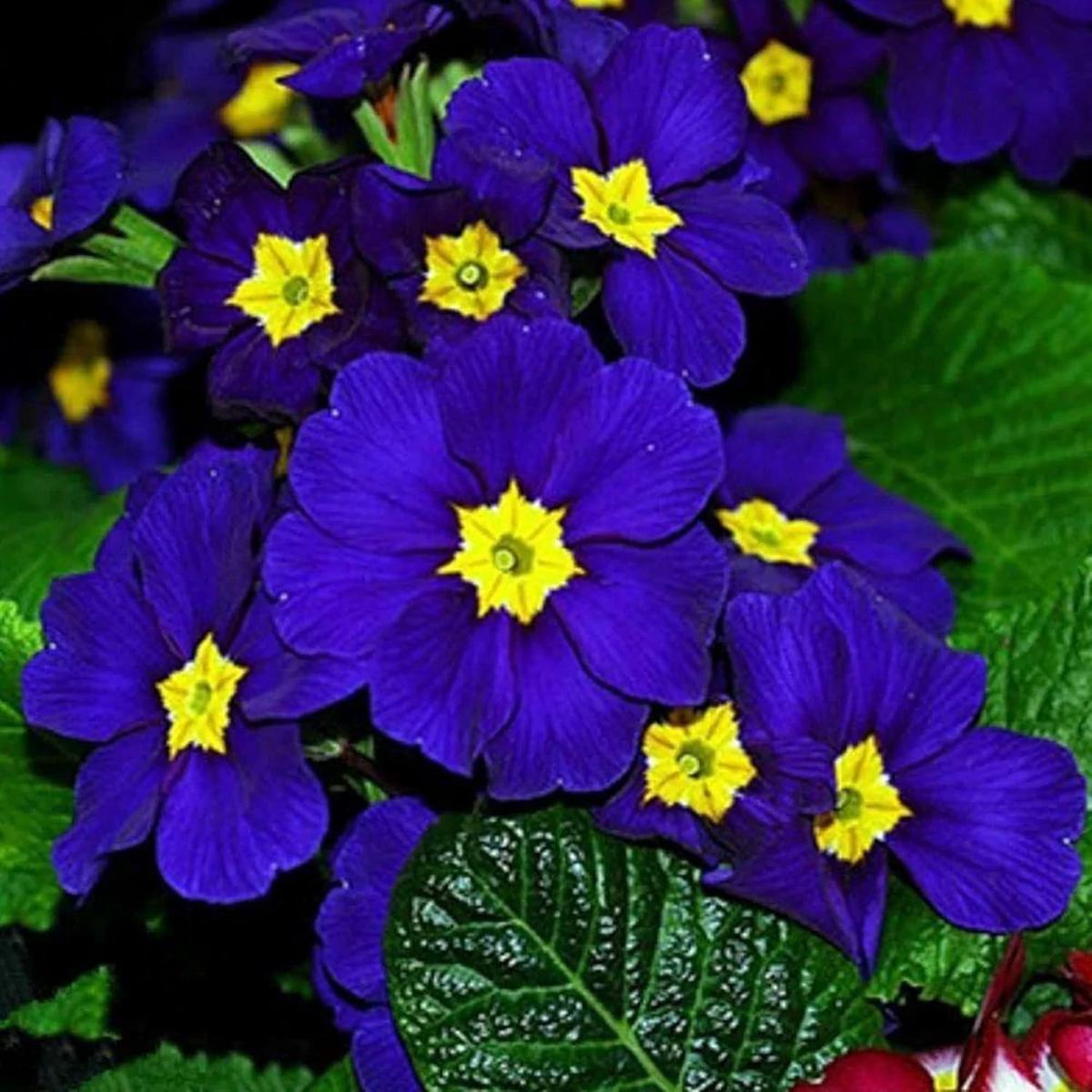 Blue Evening Primrose Flower Seeds for Planting  Heirloom, Non-GMO, Easy to Grow, Perennial