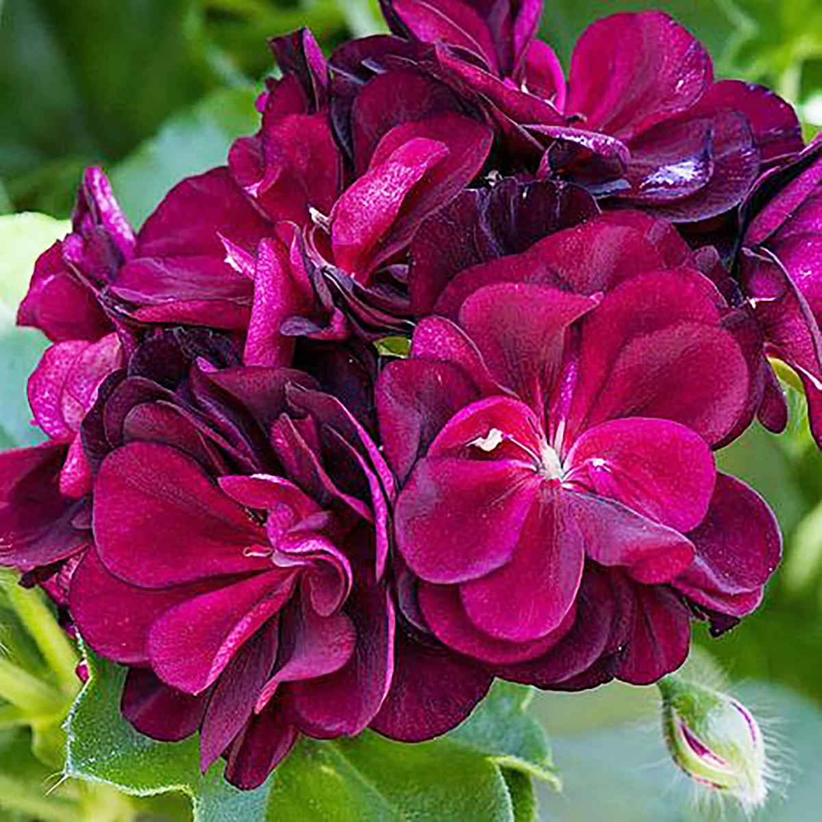 Burgundy Petals Geranium Flower Seeds Planting