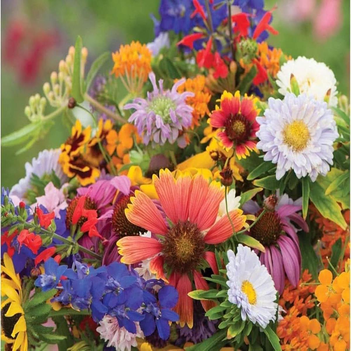 Case Native Wildflower Diverse Bloom Mix Seeds