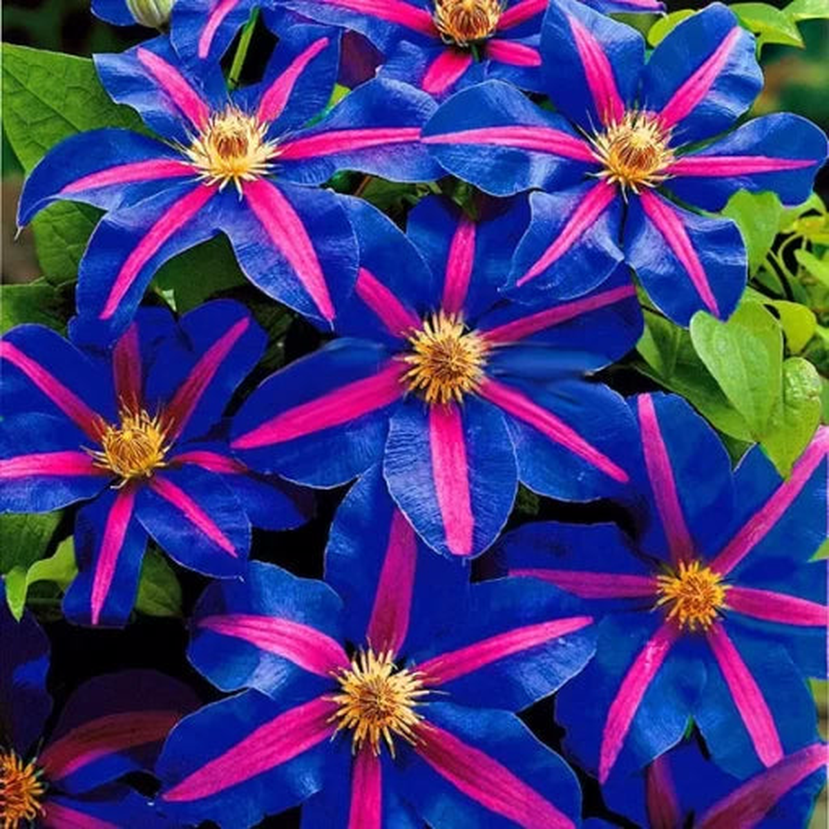 Climbing Clematis Bonsai Seeds | Perennial Courtyard Flower Vine  Heirloom, Non-GMO, High Germination Organic Garden Seeds
