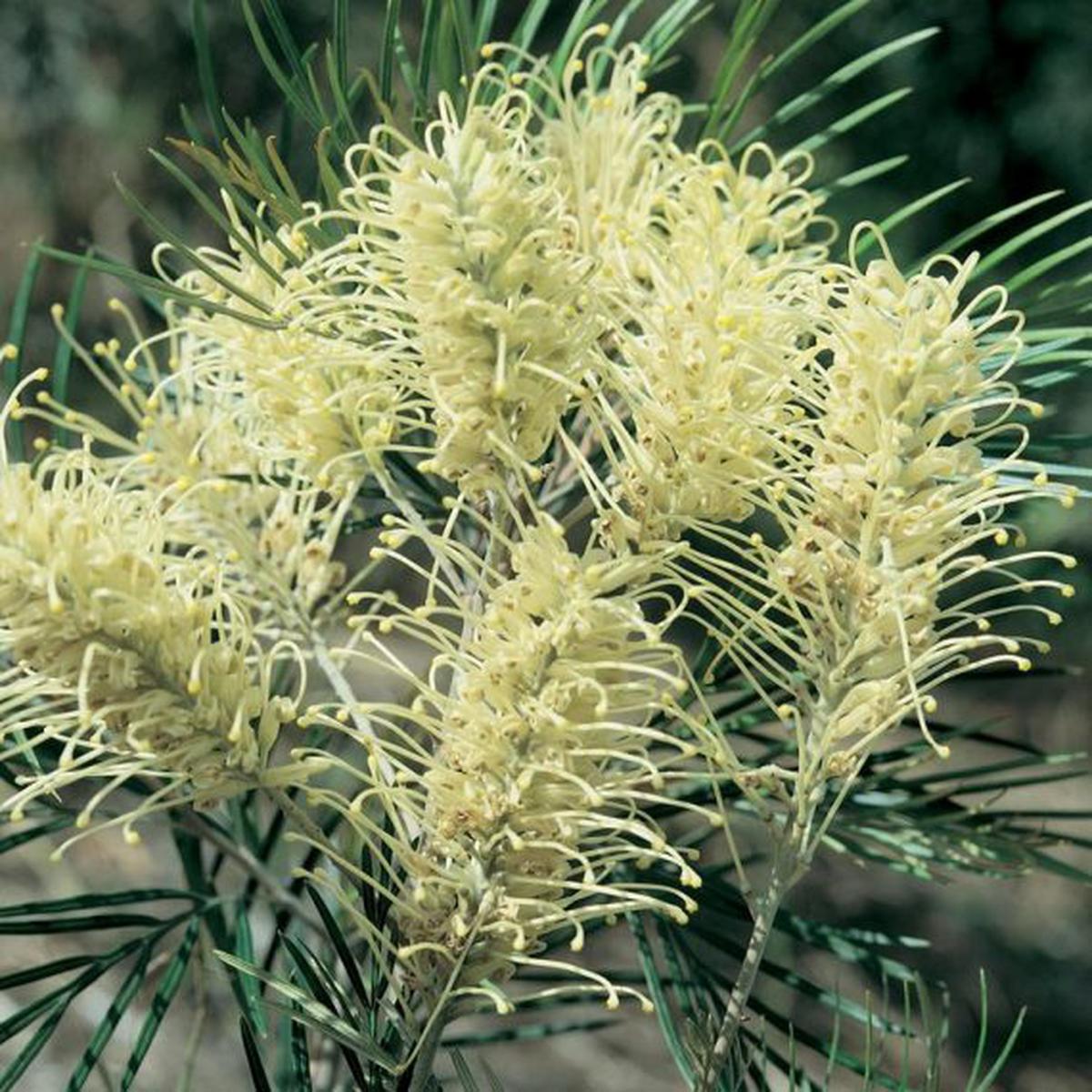 Colorful Grevillea Flower Seeds for Planting  Heirloom Non-GMO Organic Garden Seeds with High Germination