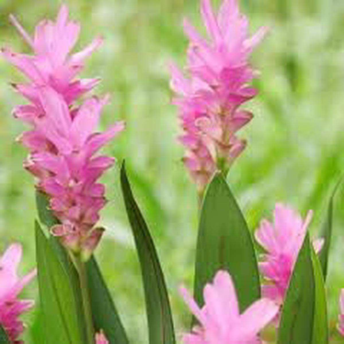 Curcuma Flower seeds for Planting – Seasonal Bloomer, Heirloom & GMO Free Seeds for Home Garden