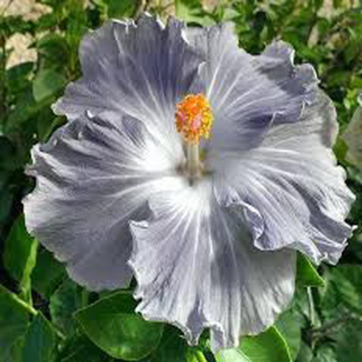 Dark Gray Hibiscus Flower Seeds for Planting  Heirloom, Non-GMO, Organic Garden Seeds, High Germination, Drought Tolerant