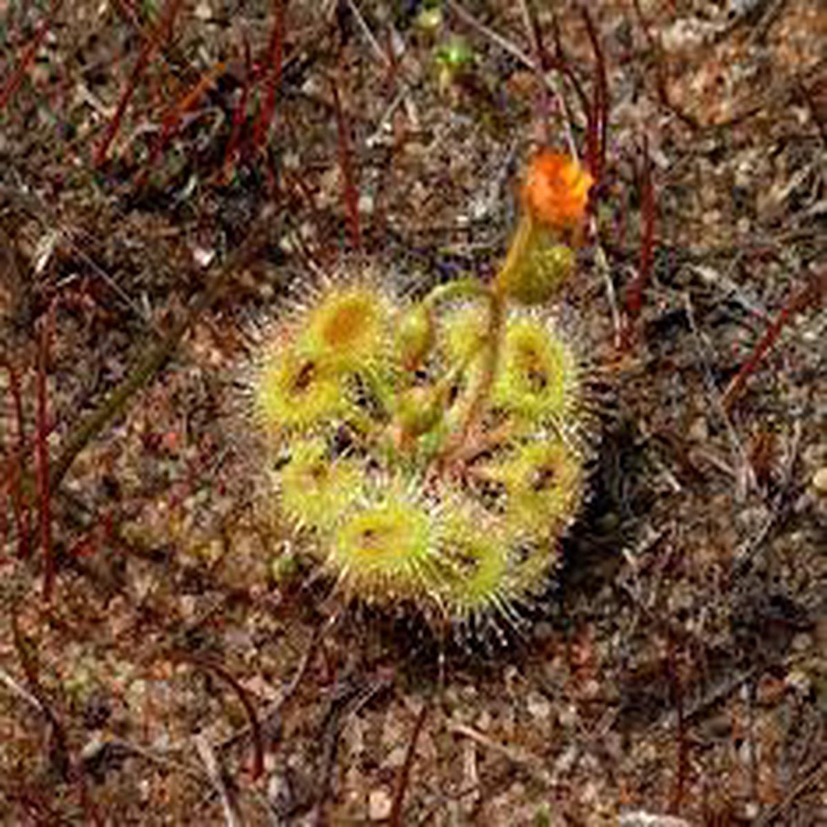 Drosera Glanduligera (Pimpernel Sundew) Plant Seeds for Planting – 100 pcs