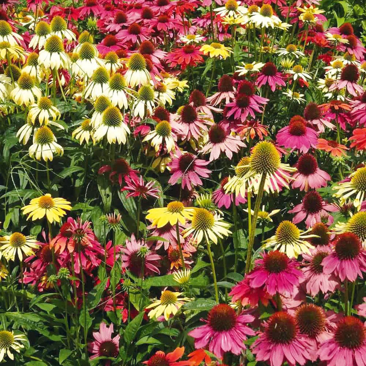 Echinacea Lustre Flower seeds for Planting Sun Loving Heirloom & GMO Free Seeds for Home Garden