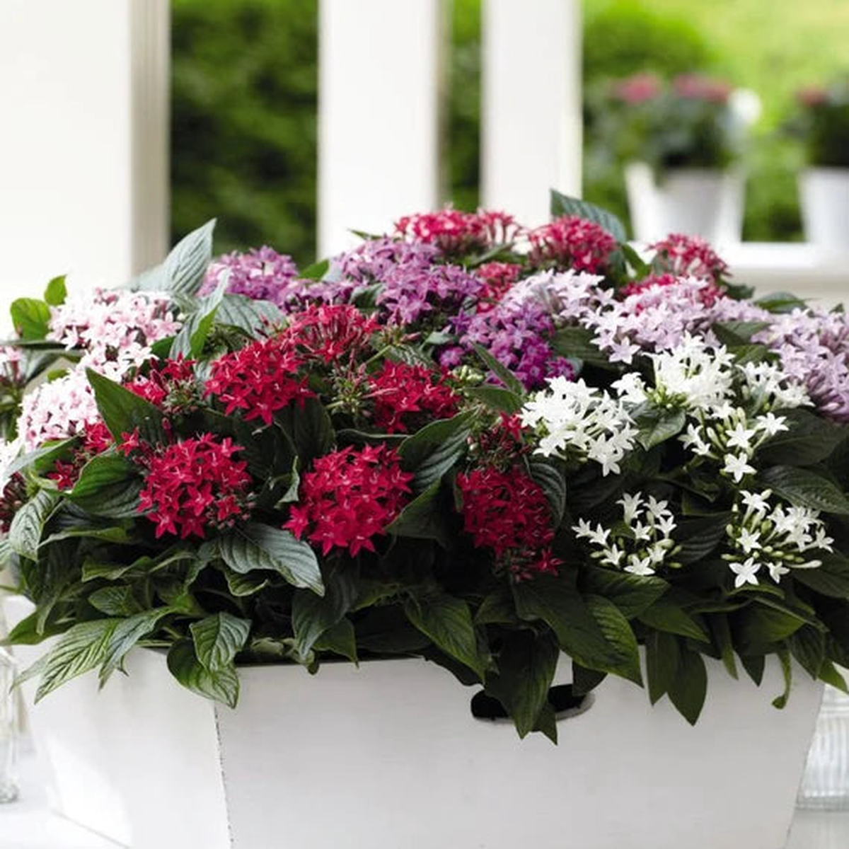 Egyptian Star Cluster Flower Seeds for Planting Heirloom, Non-GMO, Pollinator-Friendly, Easy to Grow