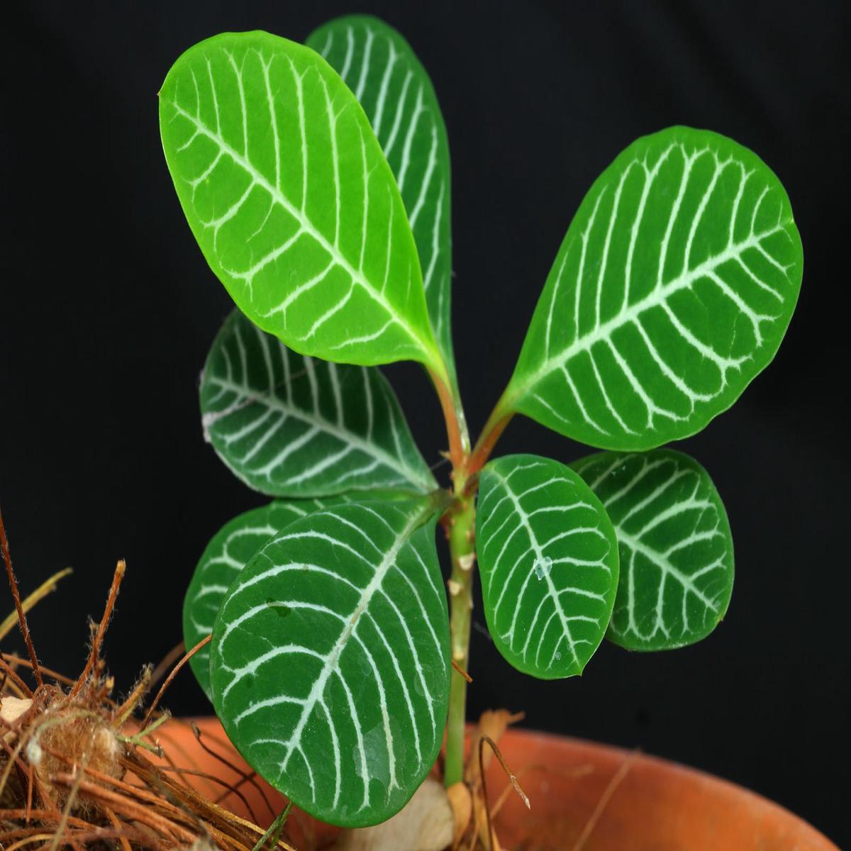 Euphorbia Leuconeura Plant Seeds Heirloom Non-GMO Madagascar Jewel Seeds for Indoor or Garden Planting