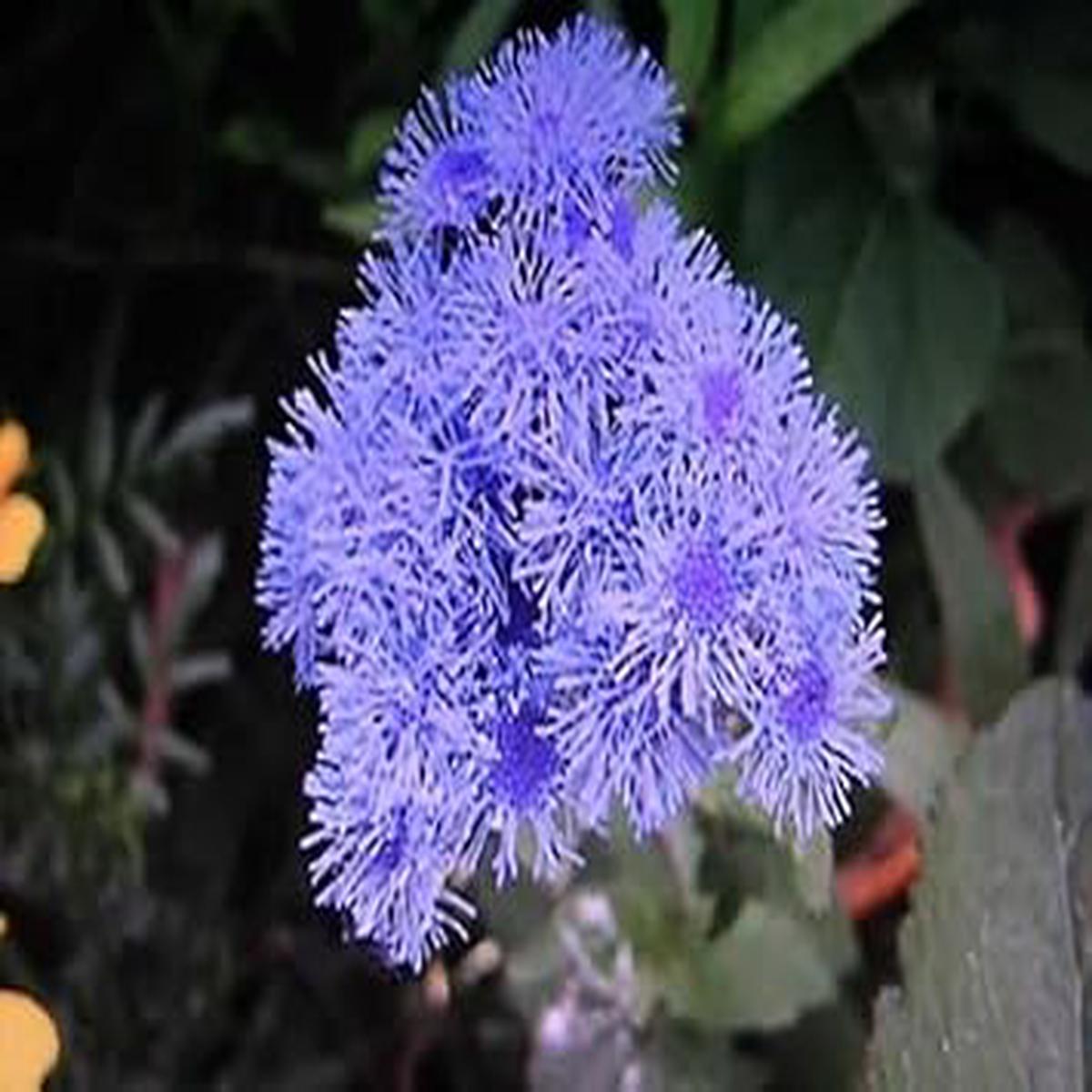 Floss Flower seeds for Planting – Low Maintenance, Heirloom & GMO Free Seeds for Home Garden